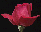 [rose]