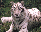 [tiger]